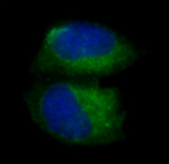pro Caspase 3 Rabbit mAb Antibody