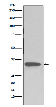 pro Caspase 3 Rabbit mAb Antibody