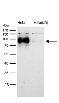 ATG9A Rabbit mAb [KD Validated] Antibody