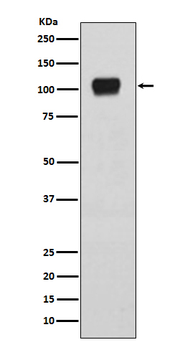 ATG9A Rabbit mAb [KD Validated] Antibody