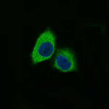 Nestin Rabbit Monoclonal Antibody