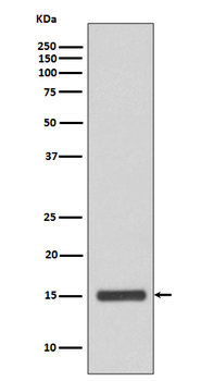 Cytochrome C Rabbit mAb Antibody