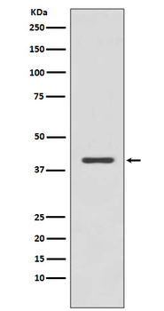 p38 MAPK Rabbit mAb [KD Validated] Antibody
