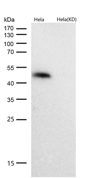 HDAC3 Rabbit mAb [KD Validated]