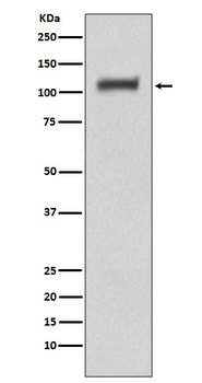 Daxx Rabbit mAb [KD Validated] Antibody