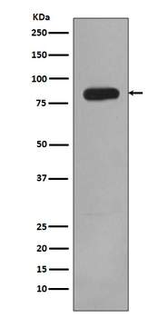 PI 3 Kinase p85 beta Rabbit Monoclonal Antibody
