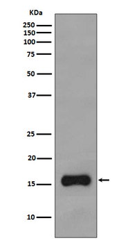 TOMM20 Rabbit Monoclonal Antibody