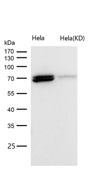 Alas1 Rabbit mAb [KD Validated] Antibody