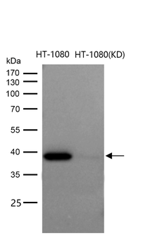 p38 MAPK Rabbit mAb [KD Validated] Antibody