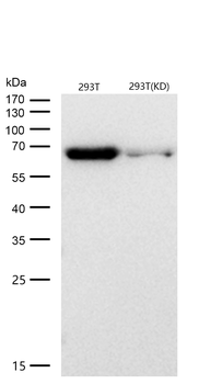 Hsc70 Rabbit mAb [KD Validated] Antibody