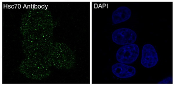 Hsc70 Rabbit mAb [KD Validated] Antibody