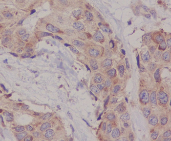 Hsc70 Rabbit mAb [KD Validated] Antibody