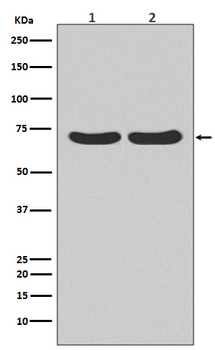 Hsc70 Rabbit mAb [KD Validated] Antibody