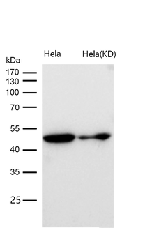 Tubulin gamma Rabbit mAb [KD Validated] Antibody