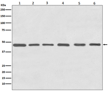 Tubulin gamma Rabbit mAb [KD Validated] Antibody
