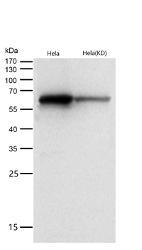 Hsp60 Rabbit mAb [KD Validated] Antibody