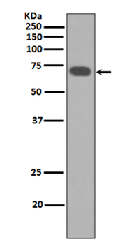 YAP1 Rabbit mAb Antibody