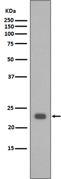 Bak Rabbit mAb Antibody