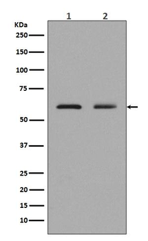 ELK1 Rabbit mAb Antibody