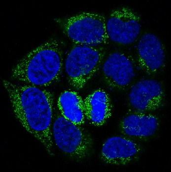 Bad Rabbit mAb Antibody