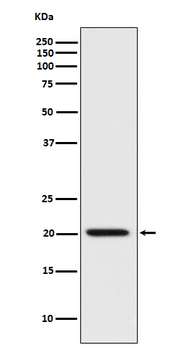 Bad Rabbit mAb Antibody
