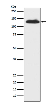 c-Kit Rabbit Monoclonal Antibody