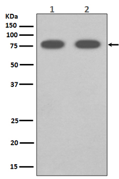 SCARB1 Rabbit Monoclonal Antibody