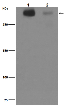 Tenascin C Rabbit mAb Antibody