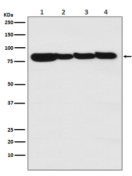 STAT3 Rabbit mAb [KD Validated]