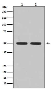 Flotillin 1 Rabbit mAb [KD Validated] Antibody