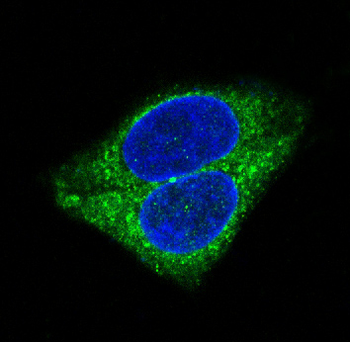 Synaptophysin Rabbit Monoclonal Antibody