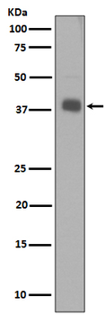 Synaptophysin Rabbit Monoclonal Antibody