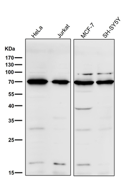 CD86 Rabbit mAb Antibody