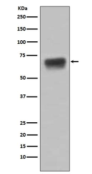 CD86 Rabbit mAb Antibody