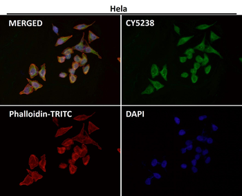 CD86 Rabbit mAb Antibody