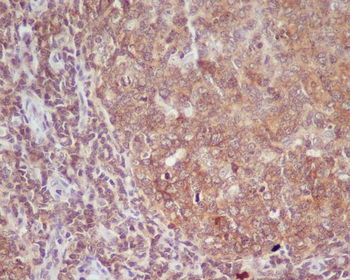 CD86 Rabbit mAb Antibody