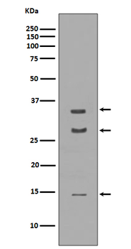 BDNF Rabbit mAb [KD Validated] Antibody
