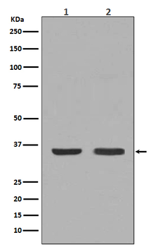 NGF Rabbit Monoclonal Antibody