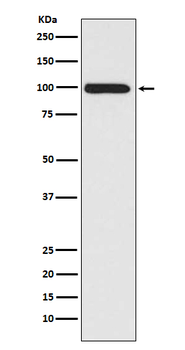 LRP1 Rabbit Monoclonal Antibody