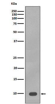 S100B Rabbit Monoclonal Antibody