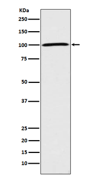 Sodium Potassium ATPase Rabbit Monoclonal Antibody