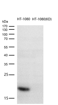 COX IV Rabbit mAb [KD Validated] Antibody