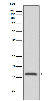 COX IV Rabbit mAb [KD Validated] Antibody