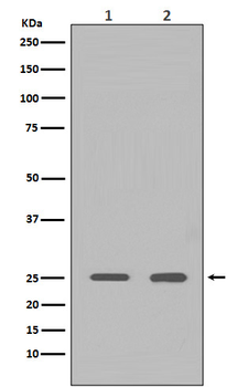 HMGB1 Rabbit Monoclonal Antibody