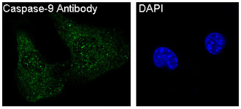 Caspase-9 Rabbit mAb Antibody
