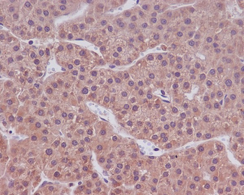 Caspase-9 Rabbit mAb Antibody