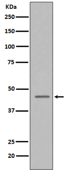 Caspase-9 Rabbit mAb Antibody