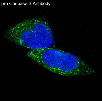 pro Caspase 3 Rabbit mAb [KD Validated]