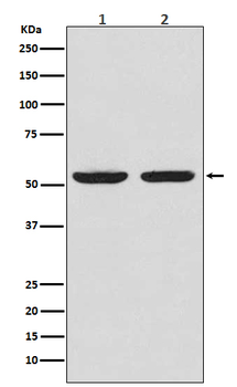 Caspase-8 Rabbit mAb Antibody