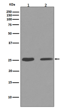 Cleaved PARP Rabbit mAb Antibody